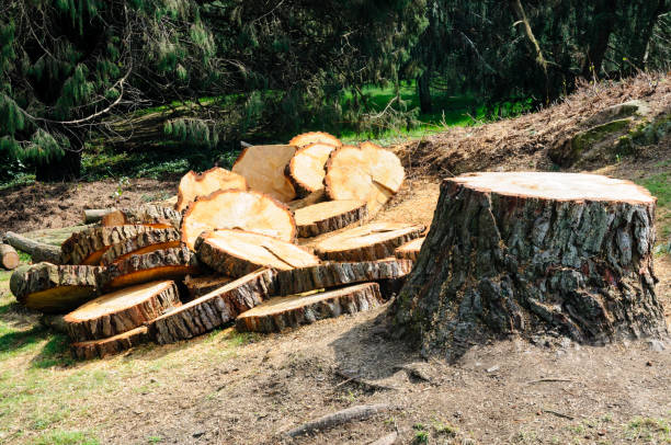 How Our Tree Care Process Works  in  Byron, MN